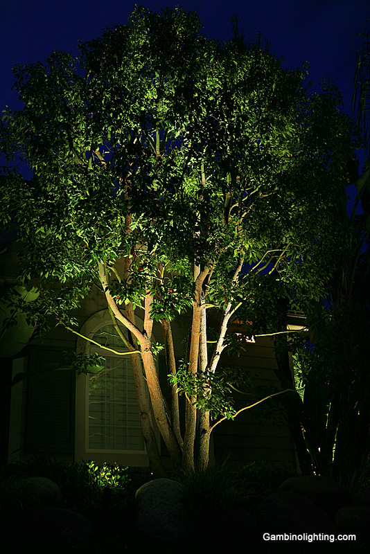 This camphor tree has 3 carefully selected fixtures and lamps placed strategically within under planted shrubs effectively creating a high lighted focal point